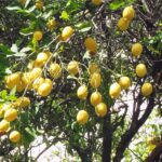 アマルフィ海岸