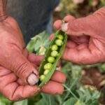 農園で農作業の体験